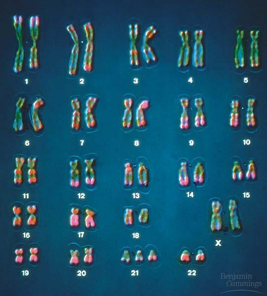 An extra copy of chromosome