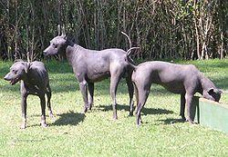 Mexican Hairless dogs contain the dominant