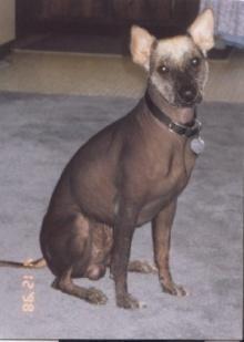 Why don t dog breeders usually cross 2 Mexican hairless