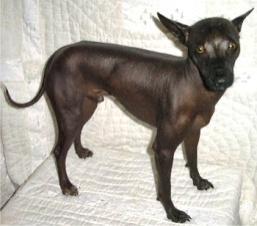 Female s genotype: Hh (hairless) Male s genotype: Hh