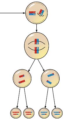 Law of Independent Assortment Which stage of meiosis creates the