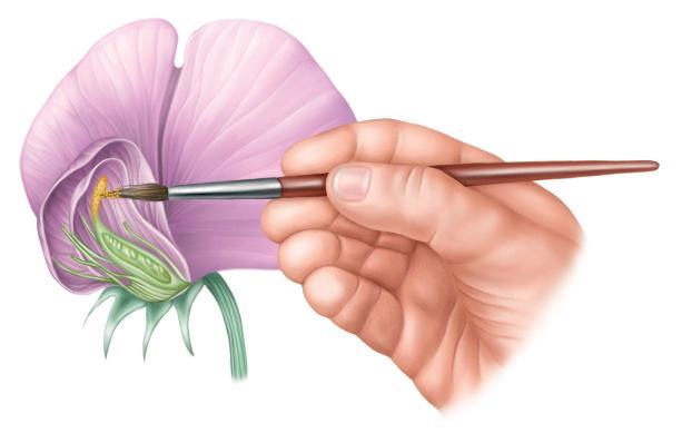 removing male flower parts Mendel controlled the fertilization of his pea plants by removing