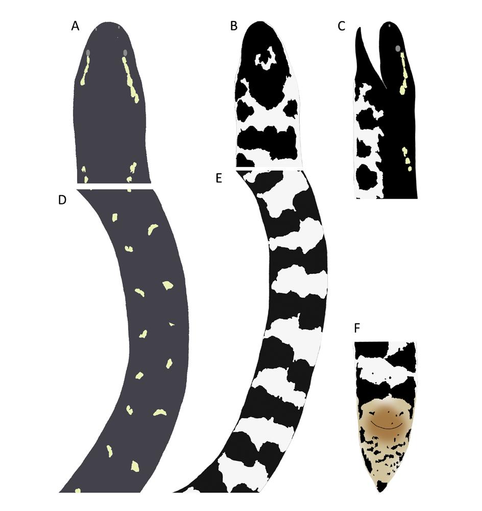Coloration of Cylindrophis boulengeri MZB 5284 (A) head in dorsal view, (B) head in ventral view, (C) head in lateral view, (D) midbody in dorsal view, (E) midbody in ventral view, and (F) tail in