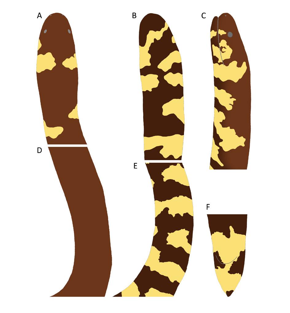 Coloration of Cylindrophis engkariensis holotype ZRC 8821 (A) head in dorsal view, (B) head in ventral view, (C) head in lateral view, (D) midbody in dorsal view, (E) midbody in ventral view, and (F)