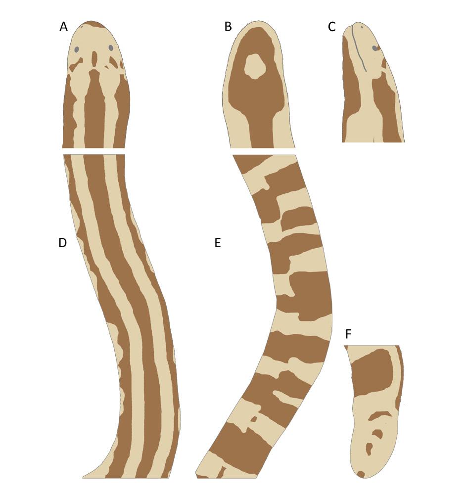 Amarasinghe et al. Fig. 13. Coloration of Cylindrophis lineatus holotype BMNH 1946.1.16.