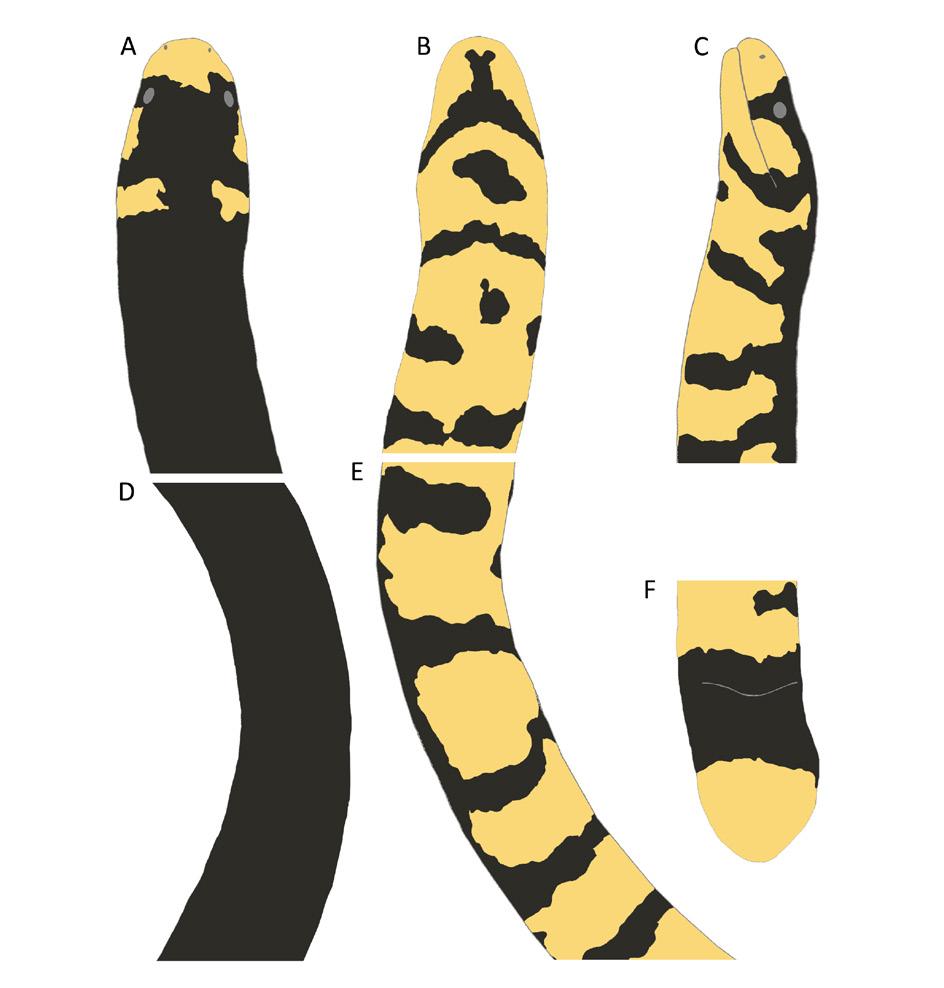 Coloration of Cylindrophis melanotus MZB 2999 (A) head in dorsal view, (B) head in ventral view, (C) head in lateral view, (D) midbody in dorsal view, (E) midbody in ventral view, and (F) tail in