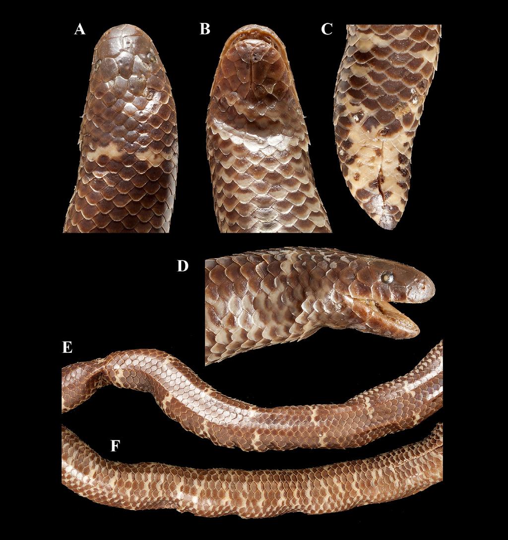 3.1 (A) head in dorsal view, (B) head in ventral view, (C) head in lateral view, (D) midbody in dorsal view, (E)