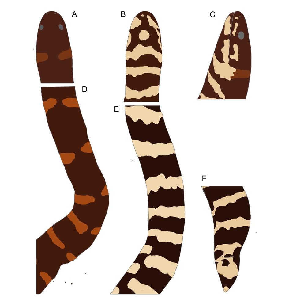 Two new species of the genus Cylindrophis from Southeast Asia Fig. 4. Coloration of Cylindrophis jodiae sp. nov.