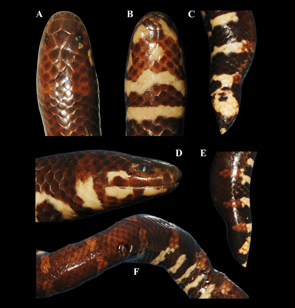 holotype, MNHN-RA 3279 (A) head in dorsal view, (B) head in ventral view, (C) head in lateral view, (D) midbody in dorsal view, (E)