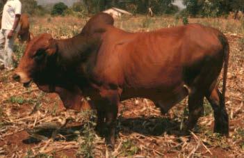TANZANIA CATTLE BREEDS cont.