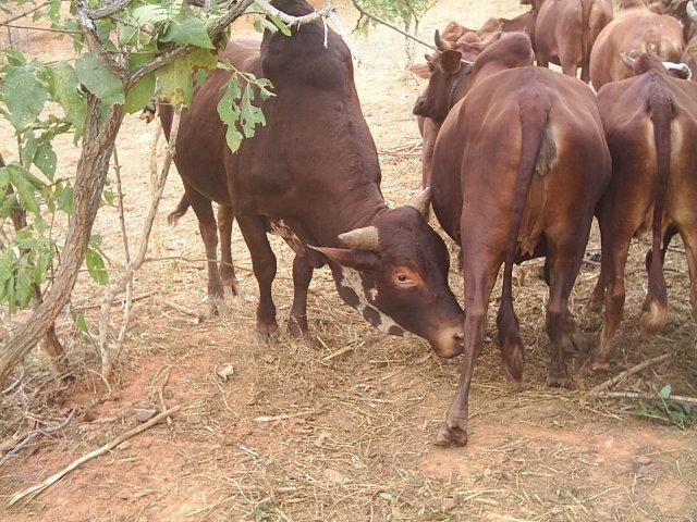 Tanzania cattle strains Iringa Red Found in Iringa region Color: uniformly red or darkish red Medium body frame Hump: Erect