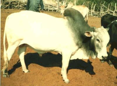 Tanzania cattle strains cont.