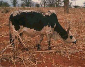 Tanzania cattle strains cont.