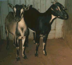Goat breeds and strains cont.