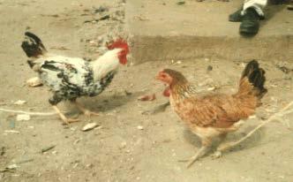 Indigenous chicken strains Kawaida Bukini Found in every district of Tanzania Plumage: variable, can be brown, white, black/white or