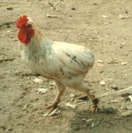 Legs: short Comb type: single and some are rose Found in North Eastern regions of Tanzania Size: small and compact The plumage: