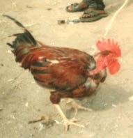 Indigenous chicken strains cont Kishingo Kinyavu Found in every regions of Tanzania Plumage: multicolor and the common color are red, brown, black,