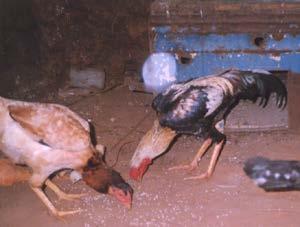 Indigenous chicken strains cont Kuchi Found mainly in Tanga, Singionsida, Shinyanga, Mwanza regions Plumage color: brown, black, buff, black