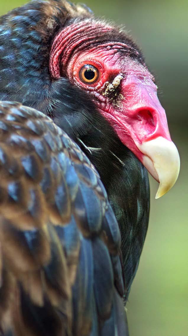 Turkey vultures are blessed with long, broad wings for efficient soaring. This allows them to cover large areas without expending too much energy. or anus. (I told you this was going to get gross!