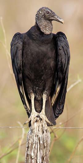 Dead livestock were probably more common than they are now, but vultures didn t appear to take advantage of that particular resource.
