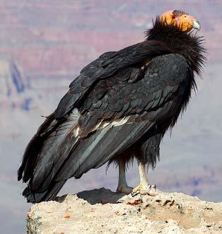 But vultures were susceptible as well man-made toxins were more than even their digestive system could handle.