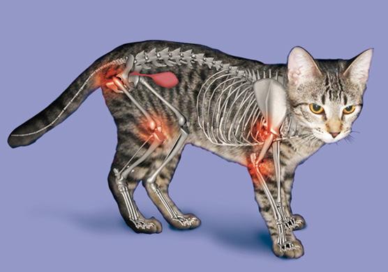 Various options are available and it is better to start treatment earlier rather than later (even if your cat does not appear sore).