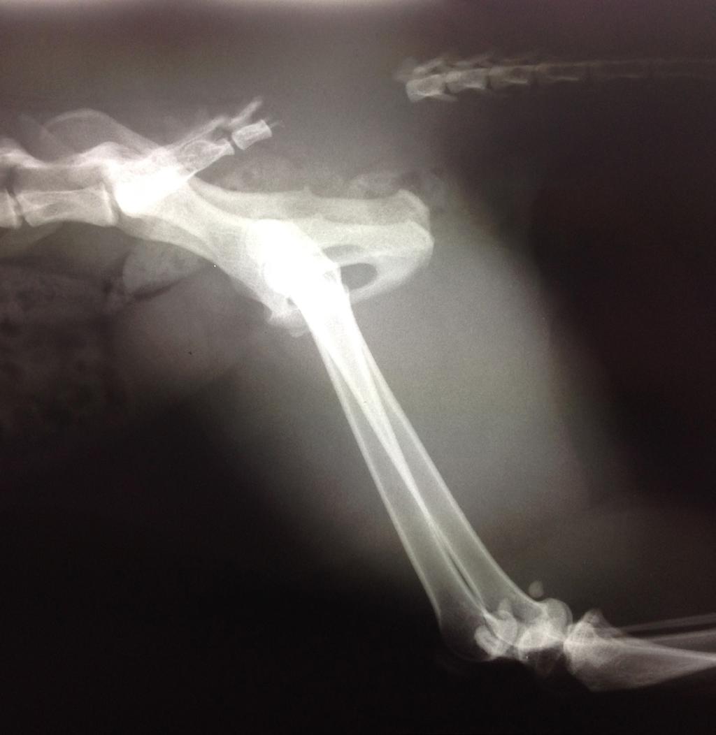 Liv J Gåsland An X-ray showed that the vertebra of his tail had been dislocated and separated from the spine.