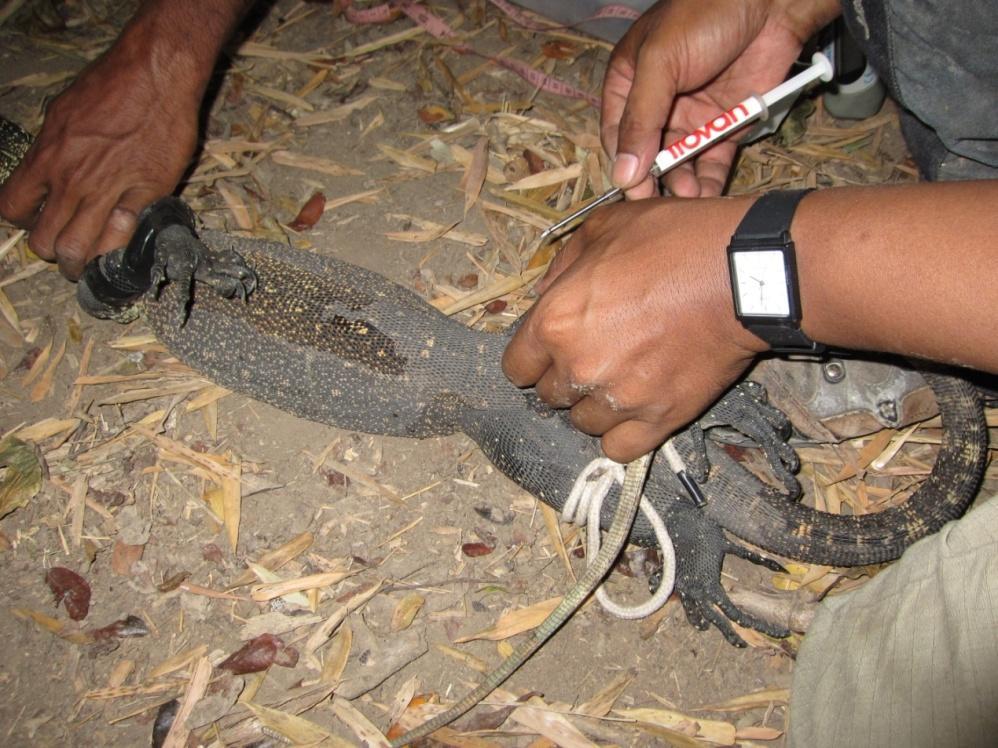 FIG. 20. Our third Komodo dragon a new juvenile capture which was 1.