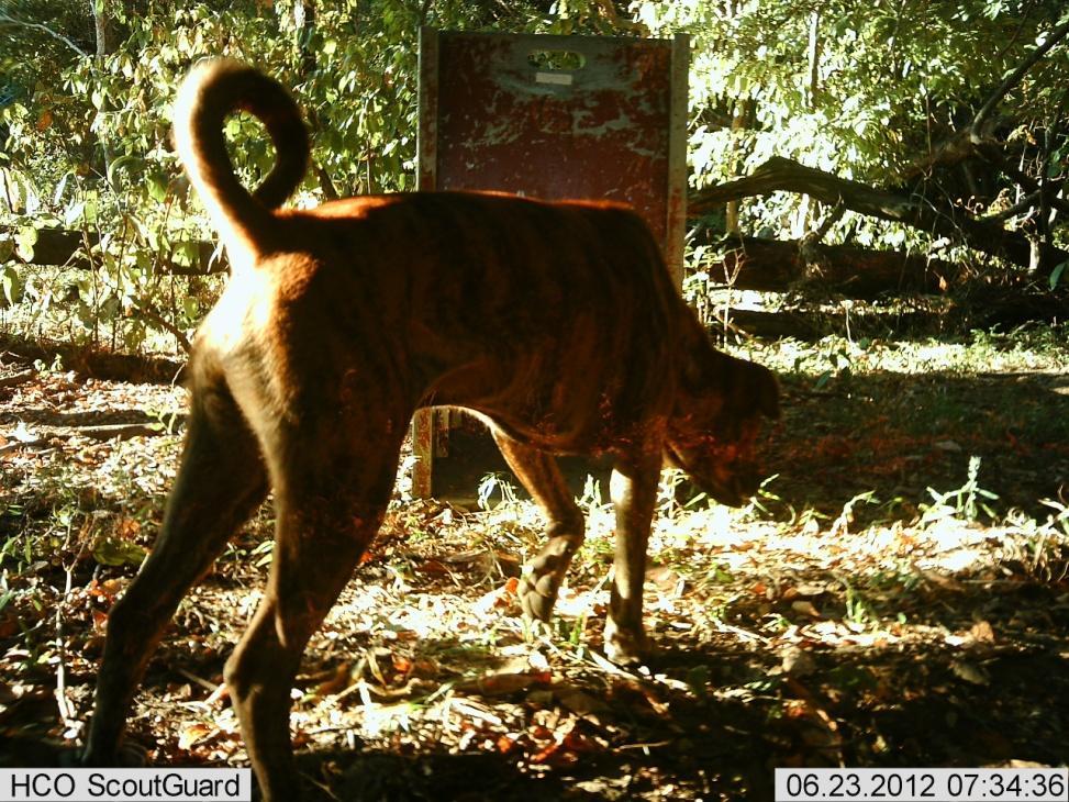 FIG. 25. A photo taken by an infrared camera a feral dog was attracted by the bait (goat meat). Its entry into the trap undermines our effort to capture the targetted species, Komodo Dragon.