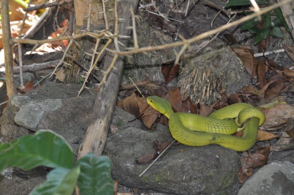 FIG. 10. We also found the venomous Green Pit Viper (Trimeresurus albolabris insularis), closely related to Bamboo Pit Viper (Trimeresurus albolabris albolabris) in Hong Kong.