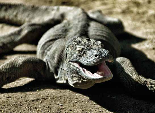 Ora is the local name for the Komodo dragon, Varanus komodoensis, and seems almost to have been designed to be barked as an alarm call.