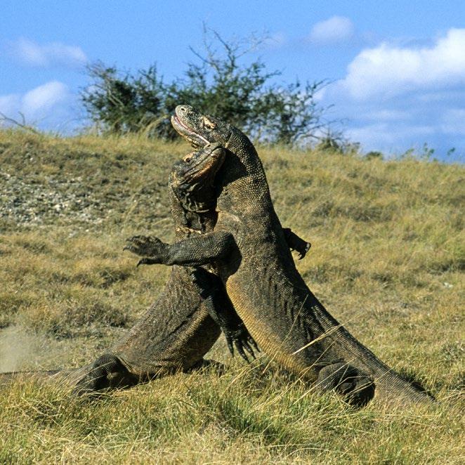 During its long life (it can live for up to 50 years), this large reptile remains rather solitary, except during the mating season, when males do not hesitate to square up to one another in savage