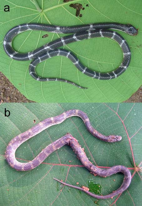 In a preliminary study of direct human killing of snakes during 2002-2004, I found large number of kills of the non-venomous Travancore wolf snake Lycodon travancoricus (Fig.