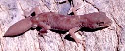M Sturt National Park Biodiversity Checklist Reptiles odern reptiles are at the most diverse in the tropics and the drylands of the world.