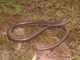 General Comments Reptile families in TN Squamata