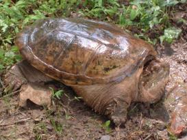 Oviparous Theresa Stratmann Theresa Stratmann Bog Turtle (Glytemys muhlenbergii)