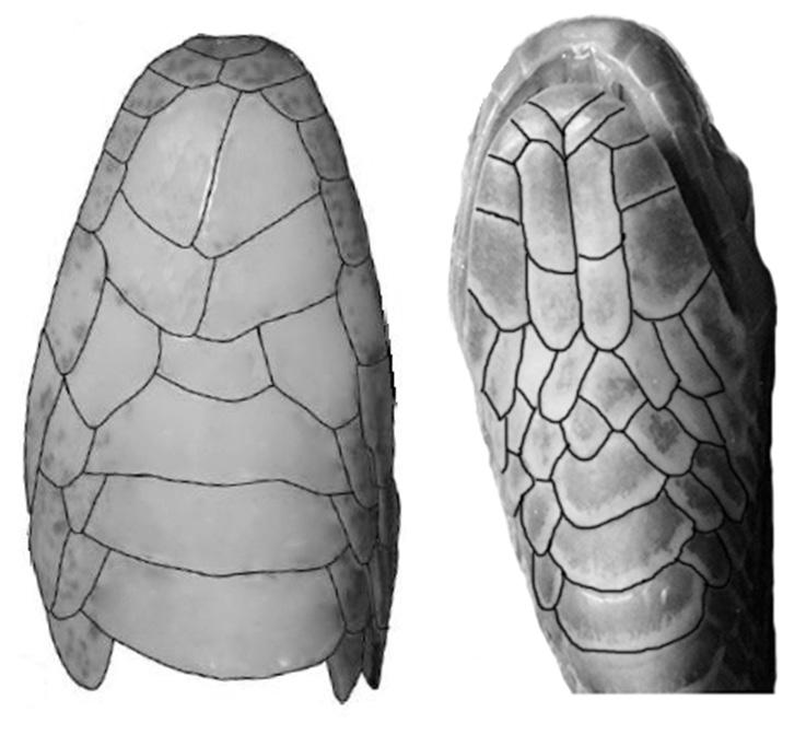 Natural history and morphology of Stichophanes ningshaanensis Yuen Comparison with Species of Oligodon The genus Oligodon Fitzinger 1826 is a very broadly characterized genus.