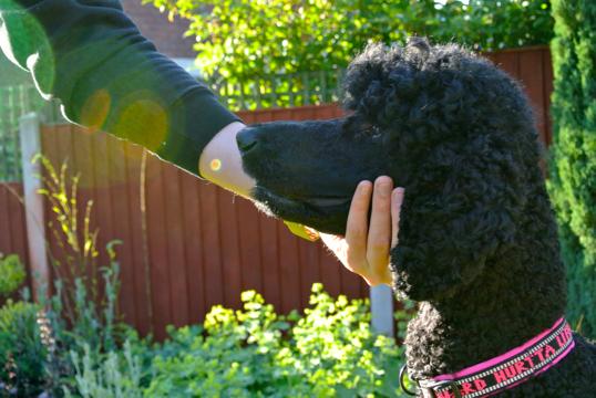 We want to build this value, so that your dog will eventually seek your hand out with his/her chin! 3) You do this by placing your hand under the chin, marking the moment, and rewarding.