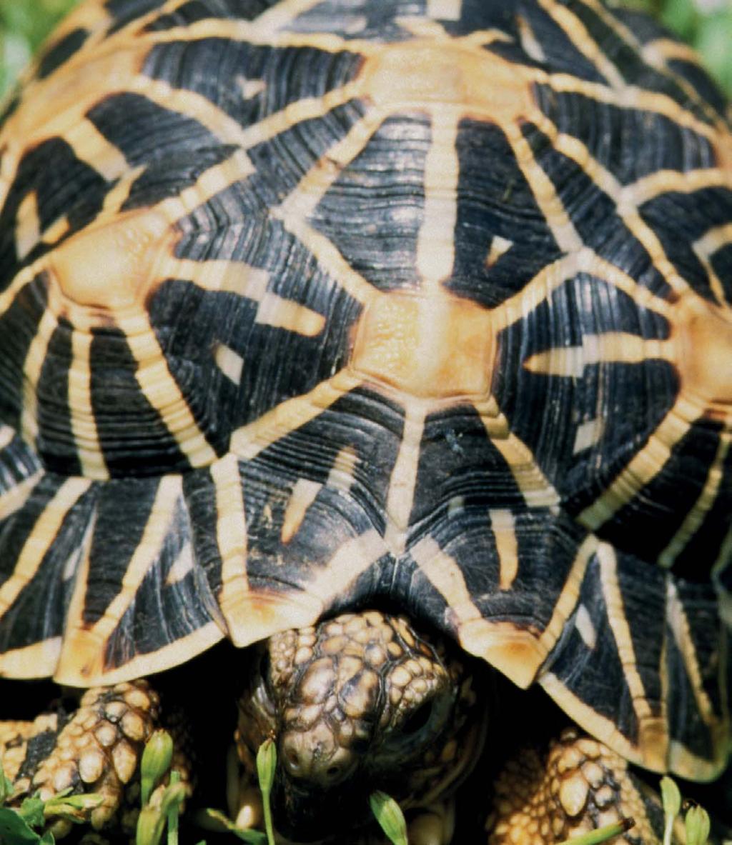 TRAFFIC R E P O R T SLOW AND STEADY: The Global Footprint of Jakarta s Tortoise and Freshwater Turtle Trade MARCH