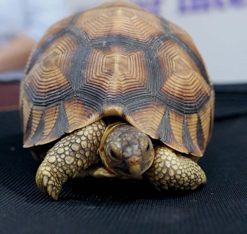 One trader in Jakarta said he had previously travelled a few times to Bangkok in order to buy unspecified species of tortoises and freshwater turtles to smuggle back to Indonesia.