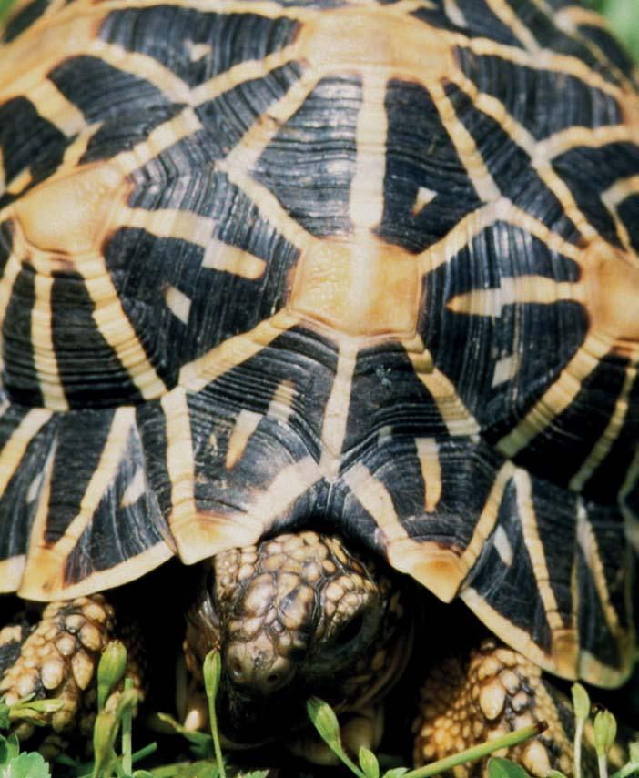 SLOW AND STEADY: The Global Footprint of Jakarta s Tortoise and Freshwater
