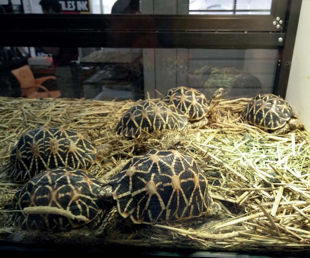 Photo 5: Indian Star Tortoises Geochelone elegans on sale at a Reptile Expo in Jakarta in 2015. This was the most commonly observed species over the survey period.