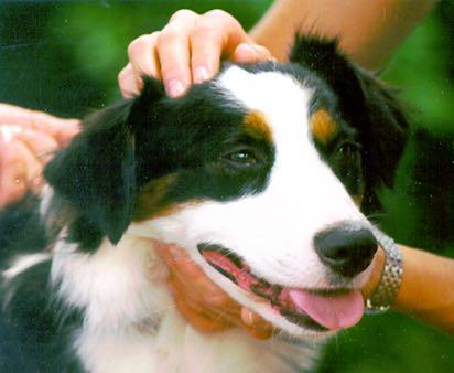 Tellington TTouch Training for Companion Animals in Littleton, Colorado Three-day Workshop* May 20-22 or Six-day Session May 20-25, 2017 Instructors: Wendy Fast and Frances Smith Training Location: