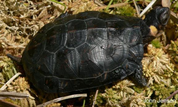Common Name: BOG TURTLE Scientific Name: Glyptemys muhlenbergii Schoepff Other Commonly Used Names: none Previously Used Scientific Names: Clemmys muhlenbergii Family: Emydidae Rarity Ranks: G3/S1