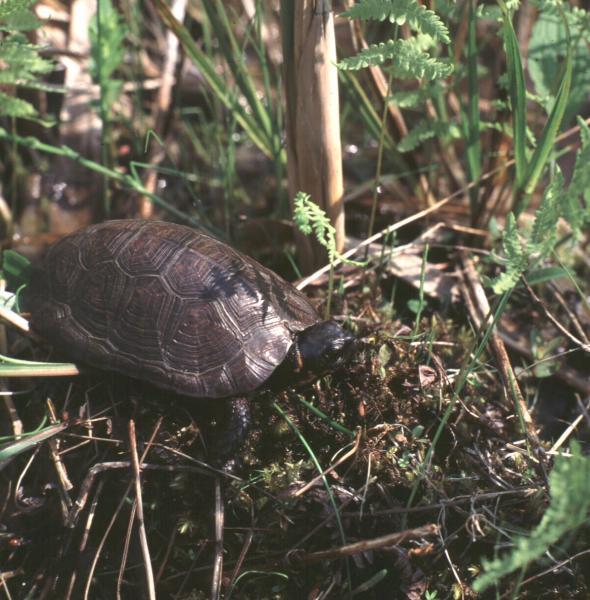 Bog Turtle Bog turtle Scientific Name Family Name Glyptemys muhlenbergii (Schoepff, 1801) Emydidae Box Turtles and Pond Turtles Did you know?