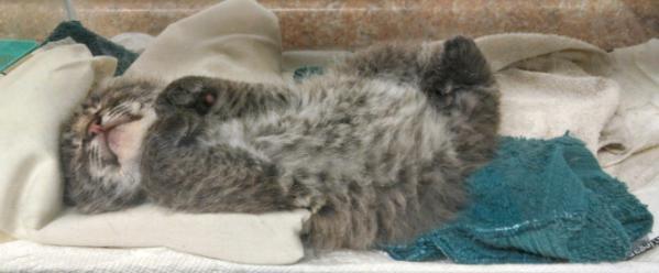 Friday the 13 th in June was unusual in that just hours apart we admitted a 3-week old bobcat