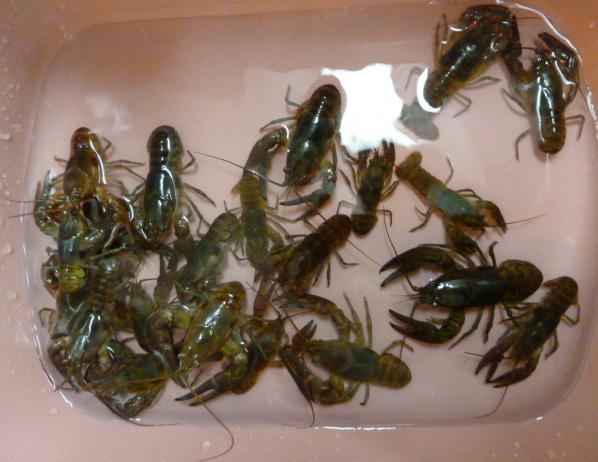 those of you trapping Rusty Crayfish from your lakes, we will gladly take them off your hands.