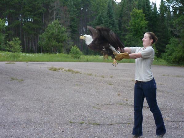 flight? Now could be your chance! Intern Meghan releases an eagle back to the wild. Intern Tessa releases an eagle back to the wild. We are raffling an Eagle Release!