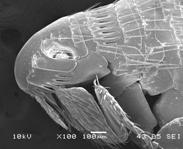 Other aspects of the head and the hind tibia are the other two characterizing sets (Krämer and The best distinction between the two main two flea species in dog is the fact that: Ctenocephalides