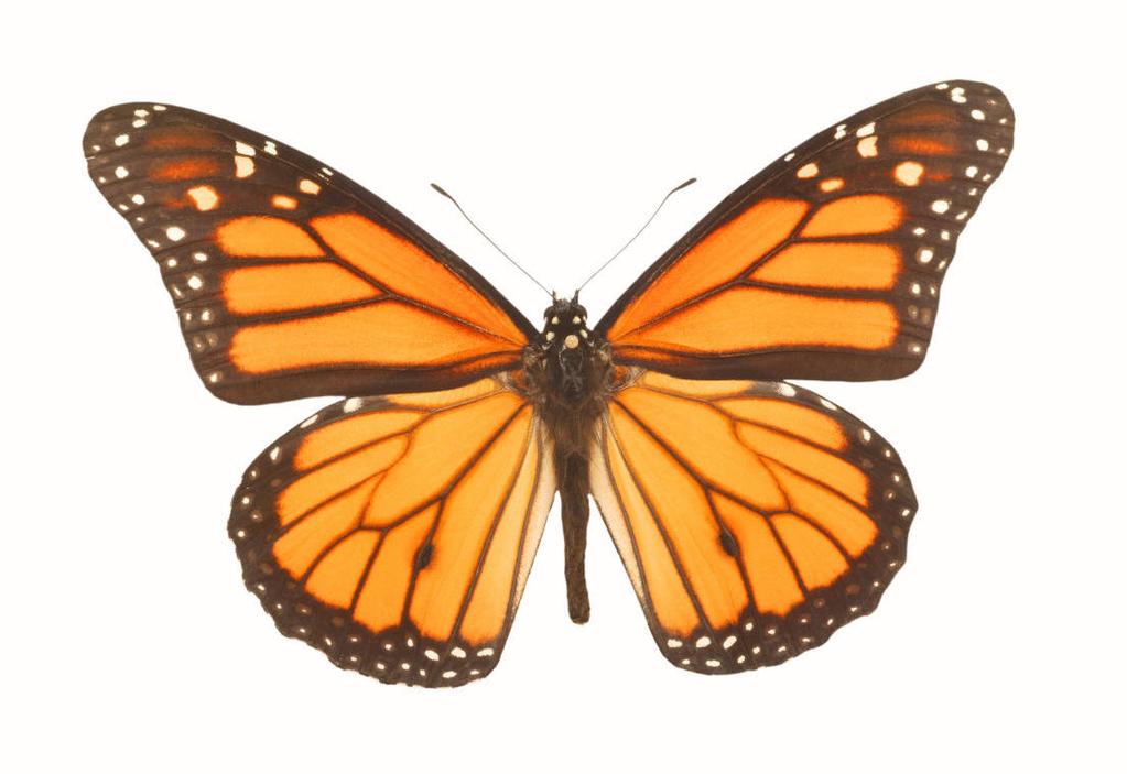 Another butterfly called the Viceroy is adapted to mimic the Monarch so predators won t eat it! Monarch Butterfly Viceroy Butterfly Butterfly wings are adapted for flying long distances.